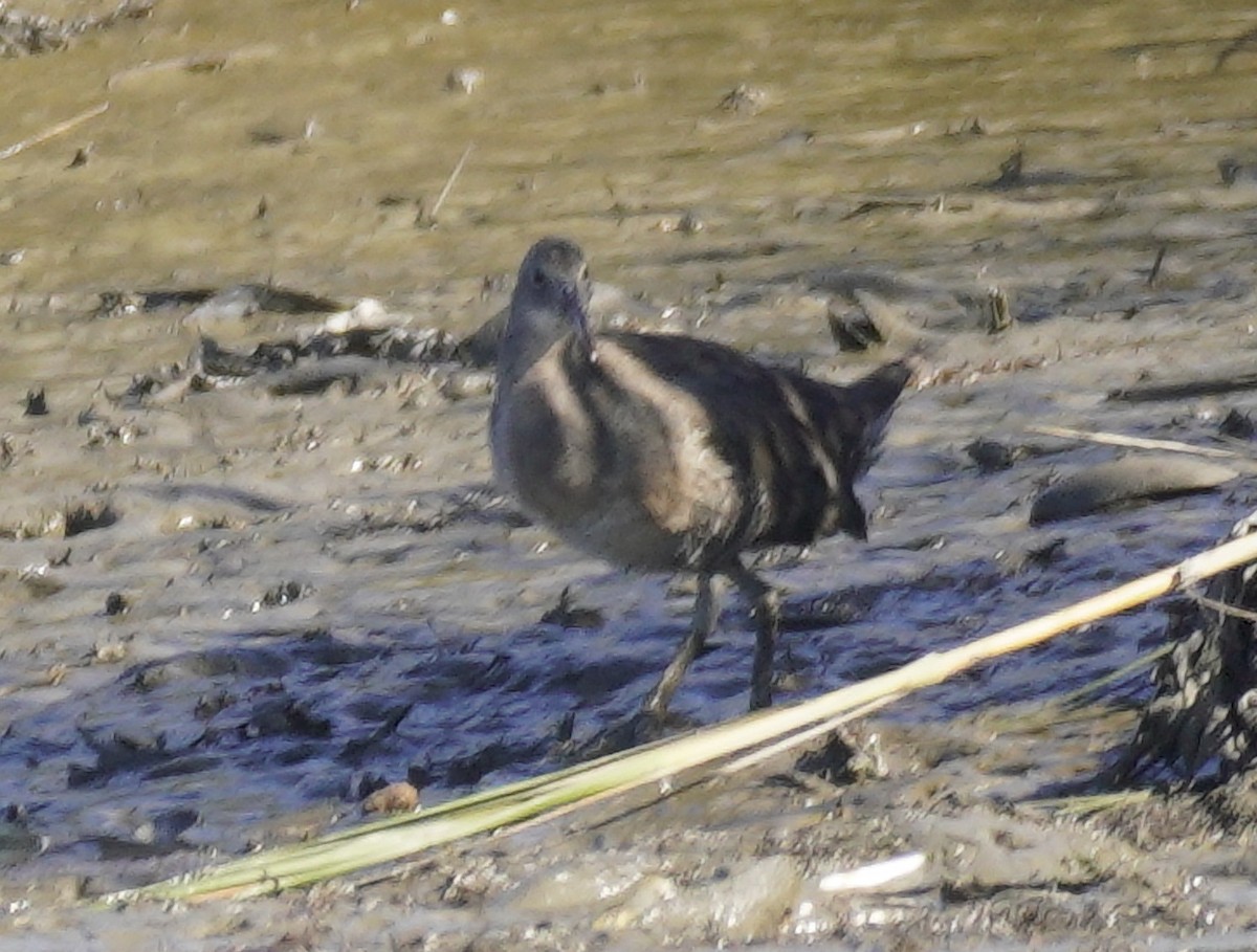 Clapper Rail - ML643066372