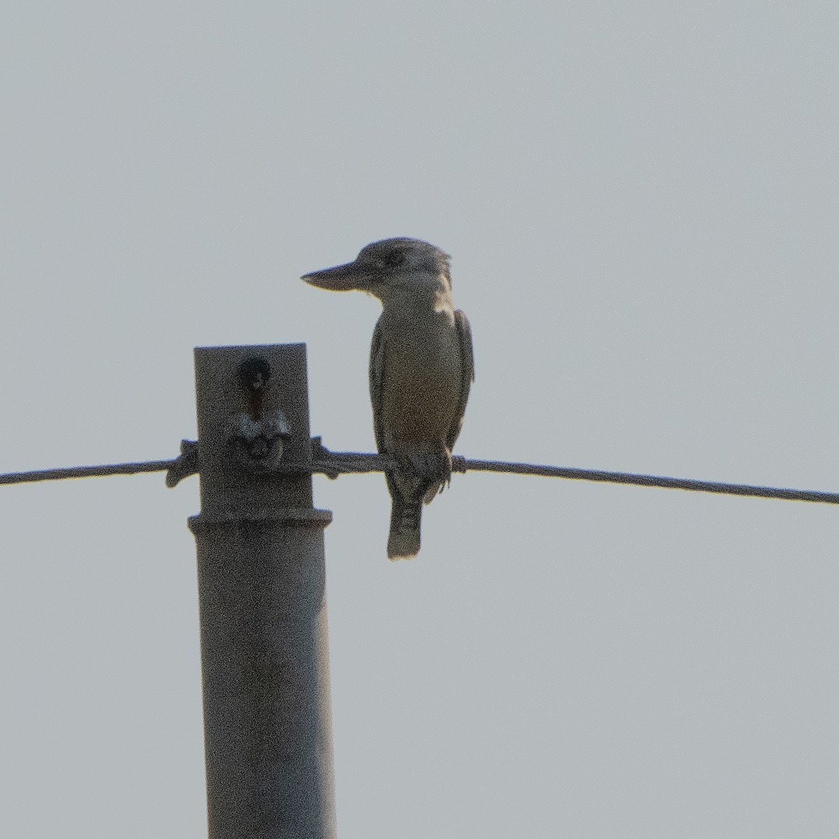 Blue-winged Kookaburra - ML643066404