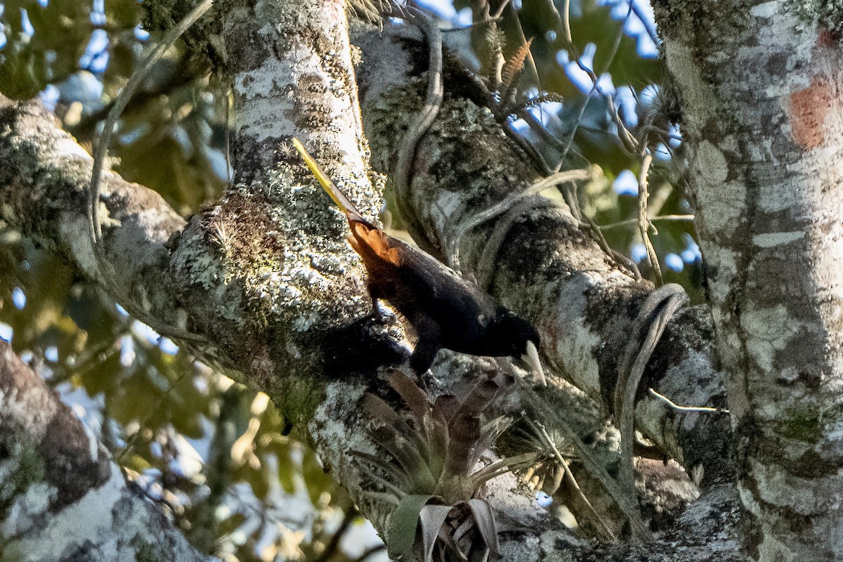 Crested Oropendola - ML643066408