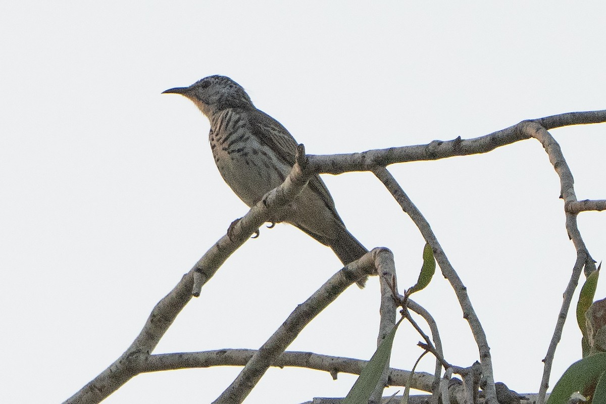 båndbrysthonningeter - ML643066411