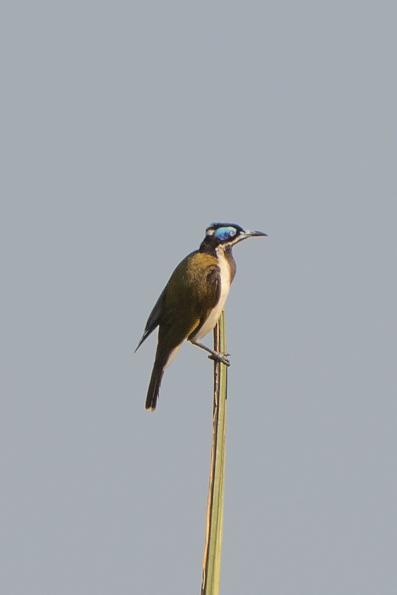 Blue-faced Honeyeater - ML643066442