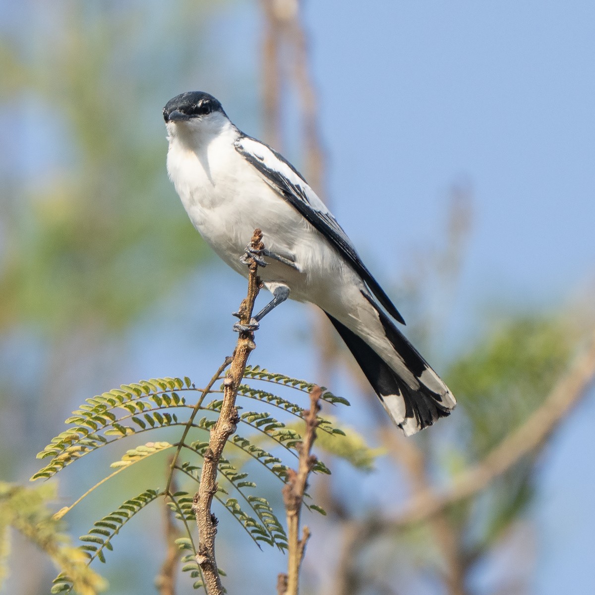 hvitvingetrillefugl - ML643066453