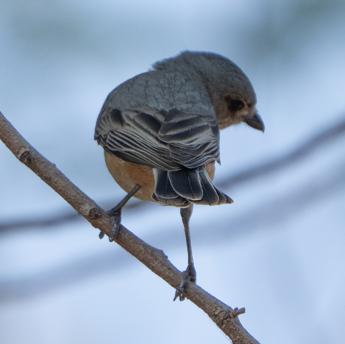 rustbukplystrer - ML643066454