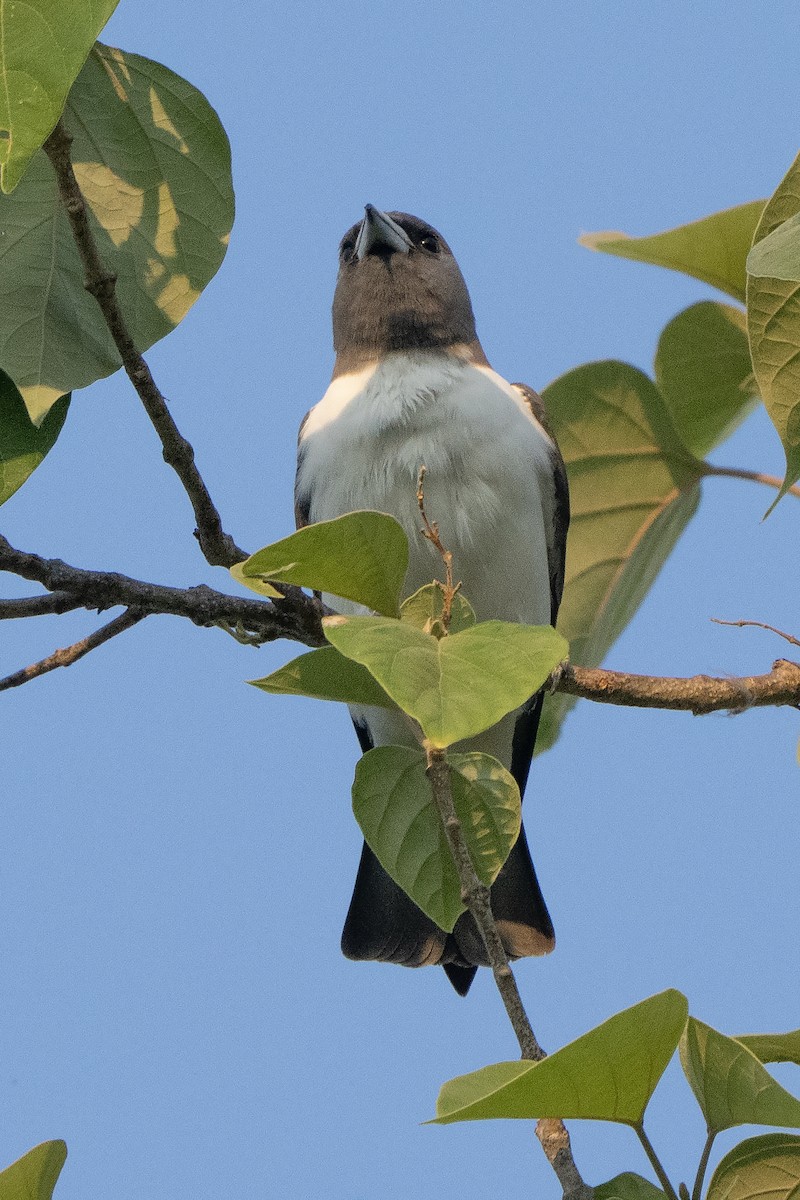 hvitbuksvalestær - ML643066458