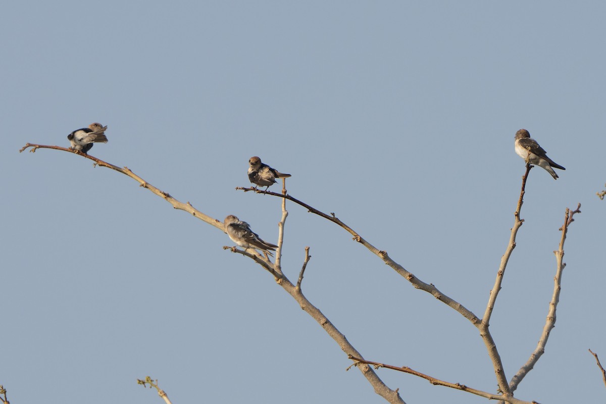 alvesvale - ML643066465