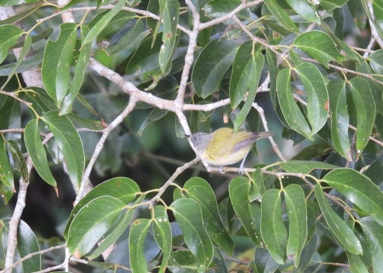 Lesser Greenlet - ML643066468