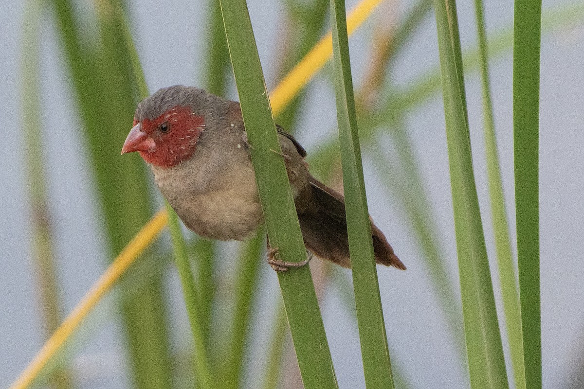 solastrild - ML643066469