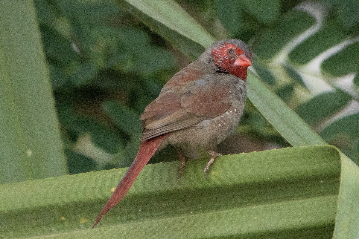 solastrild - ML643066470