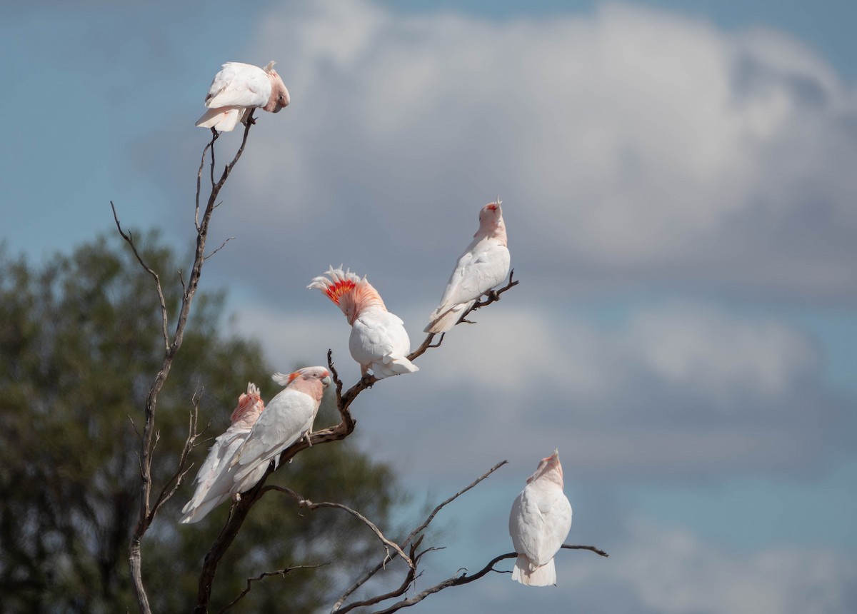 Pink Cockatoo - ML643066487