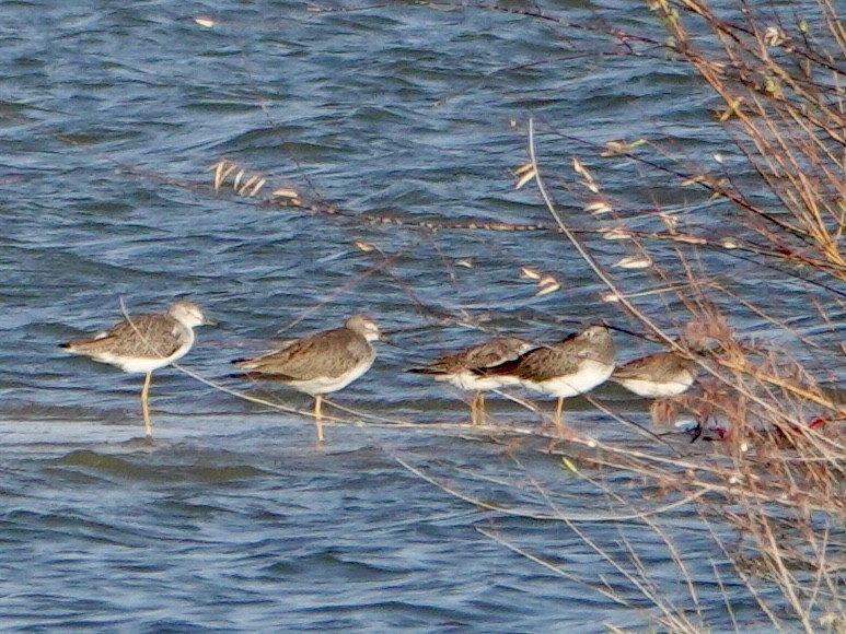 Greater Yellowlegs - ML643066491