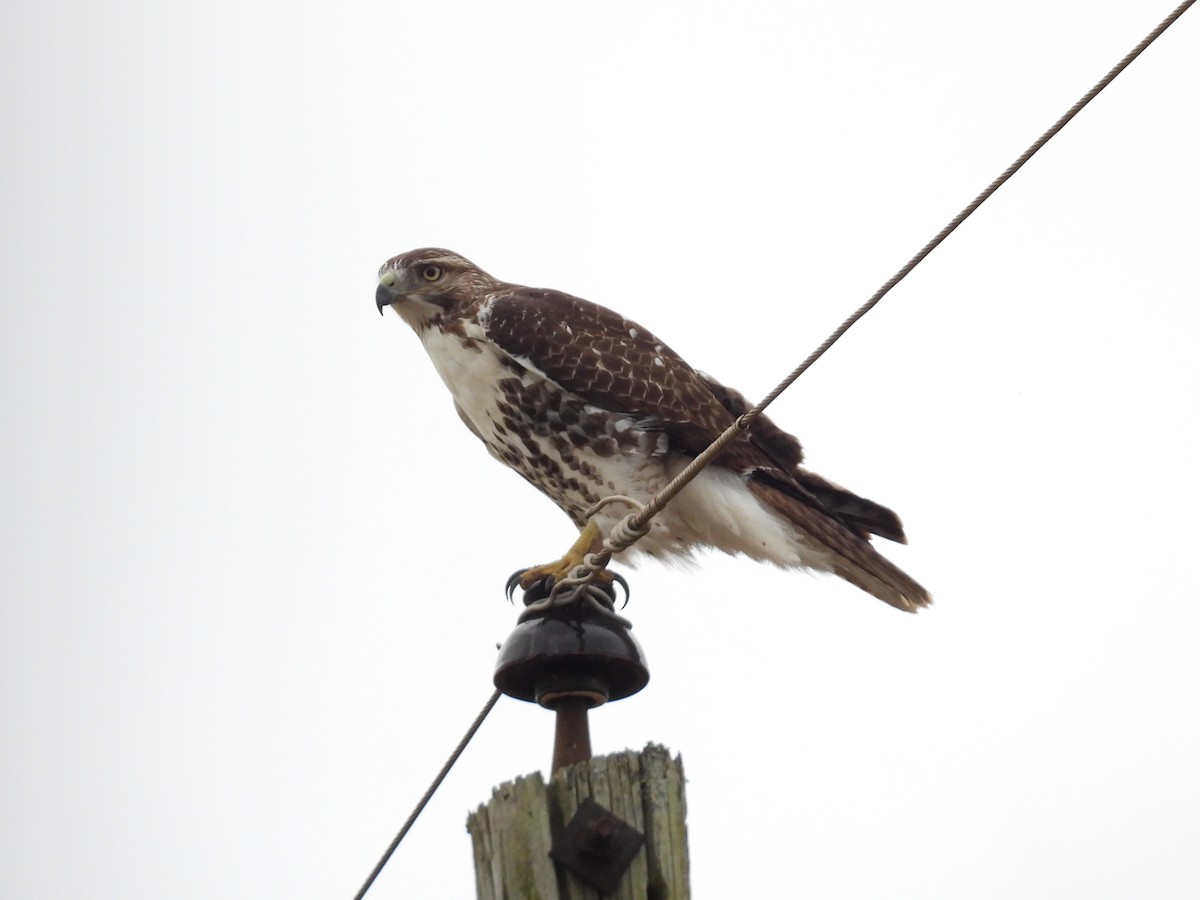 Rotschwanzbussard - ML643066492