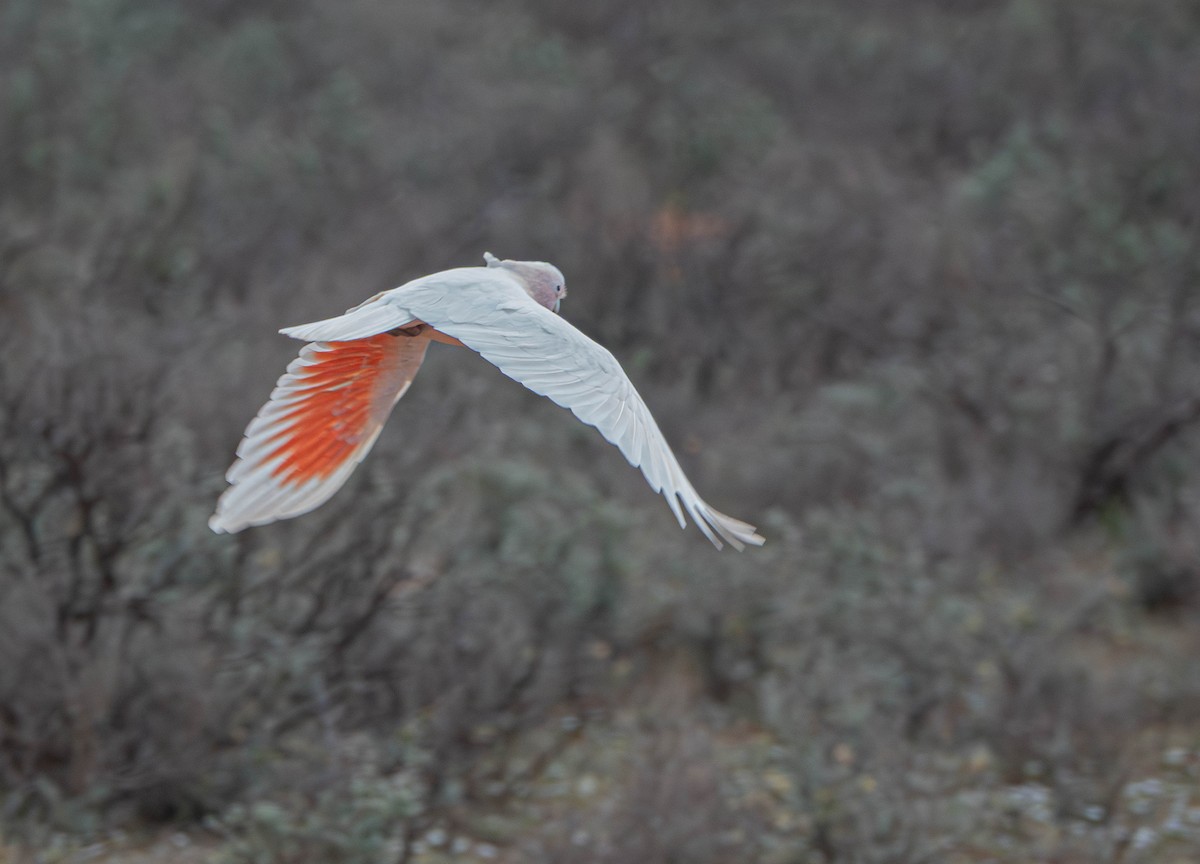 Pink Cockatoo - ML643066499