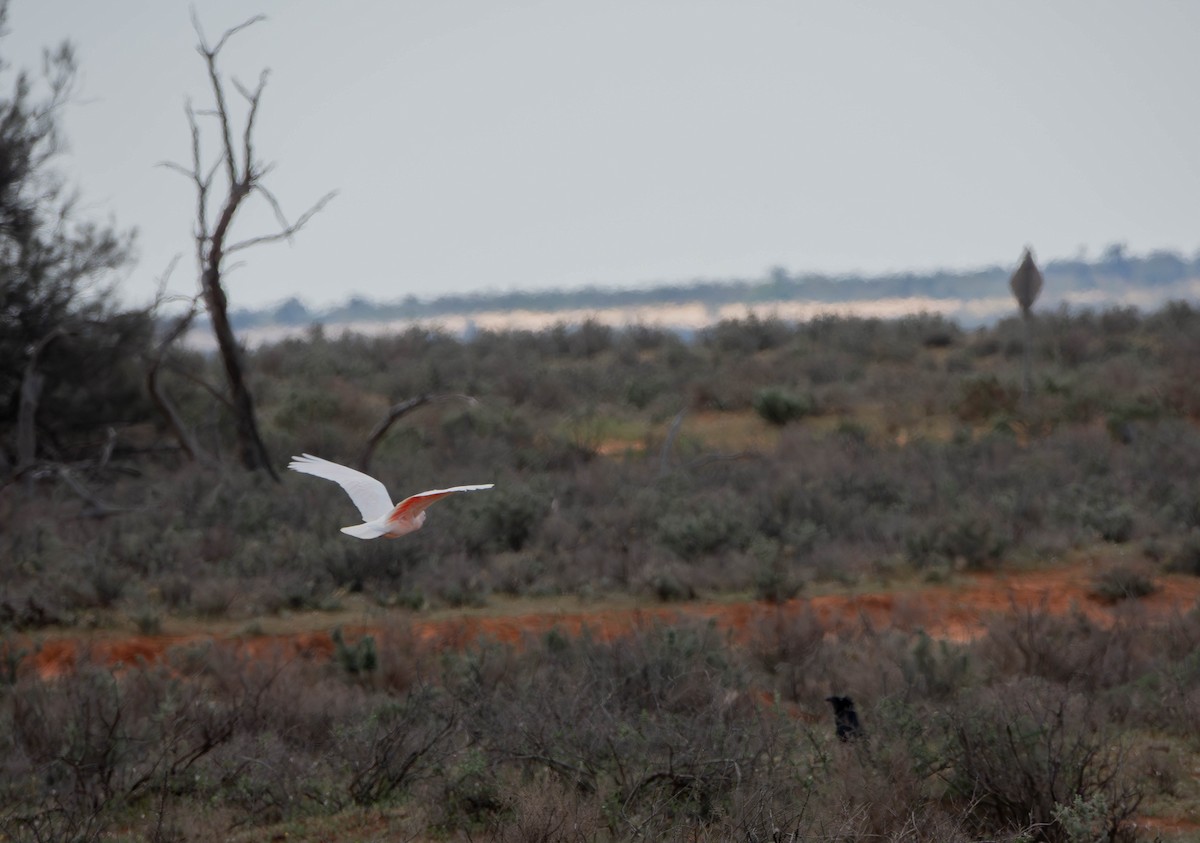 Pink Cockatoo - ML643066500