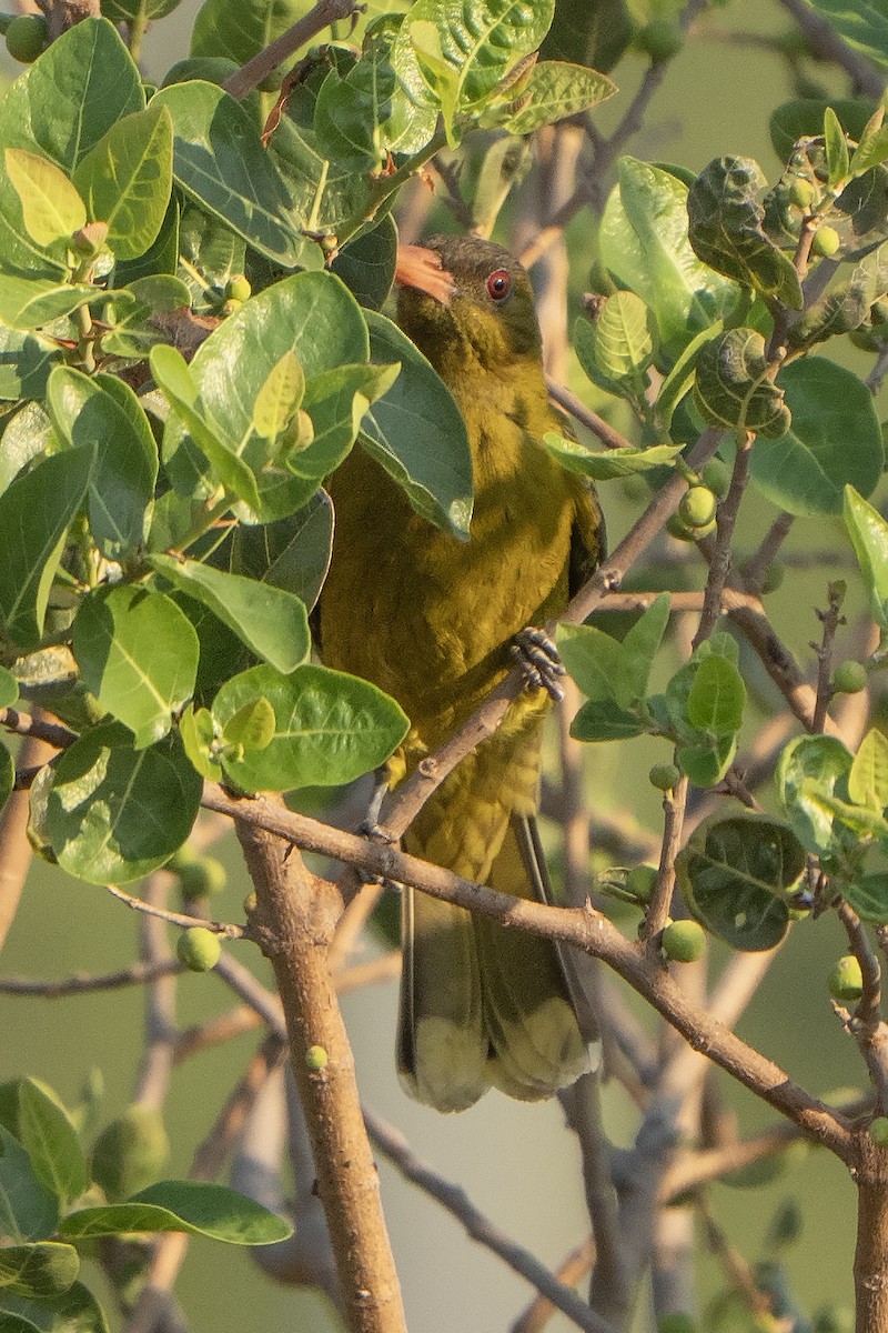 grønnpirol - ML643066501