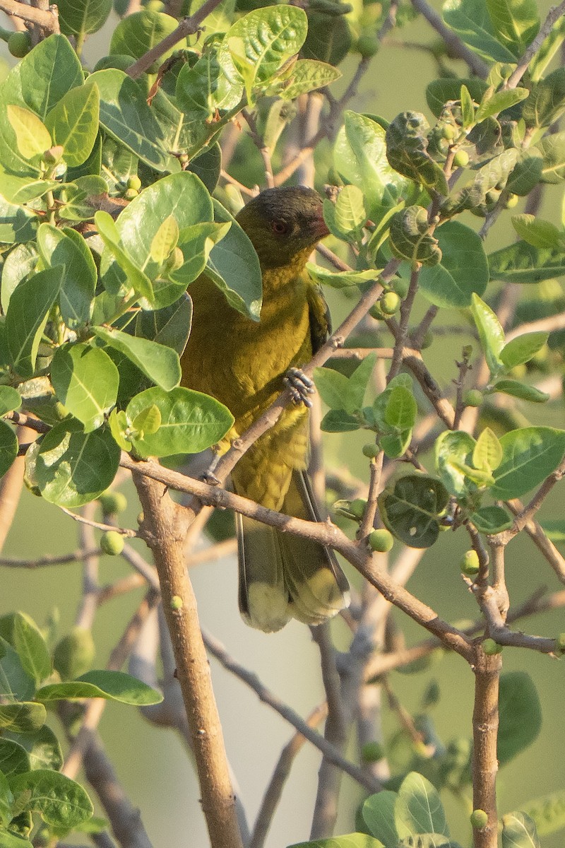 grønnpirol - ML643066502