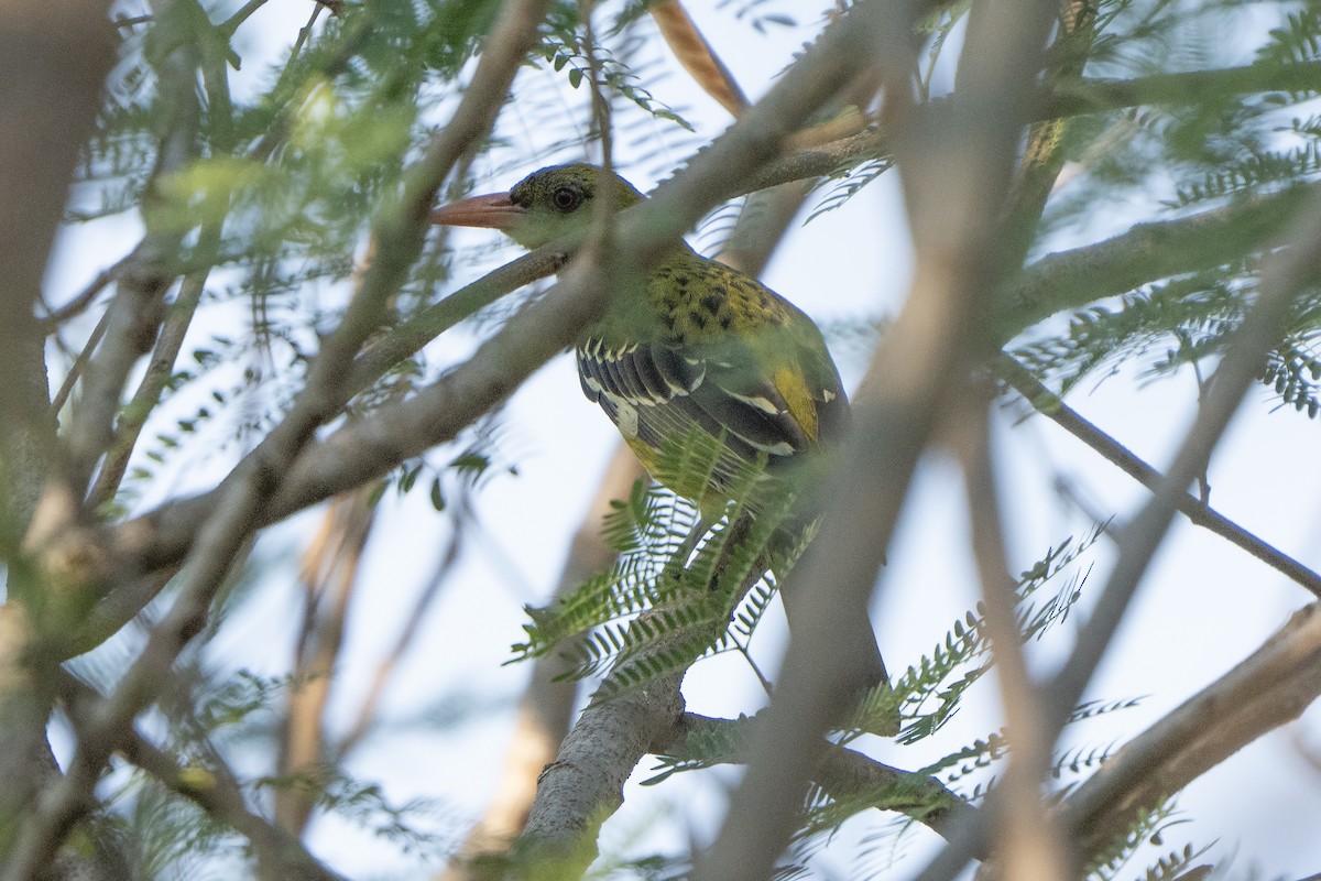 grønnpirol - ML643066503