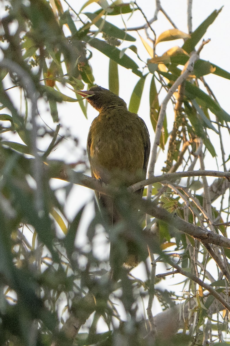 grønnpirol - ML643066504