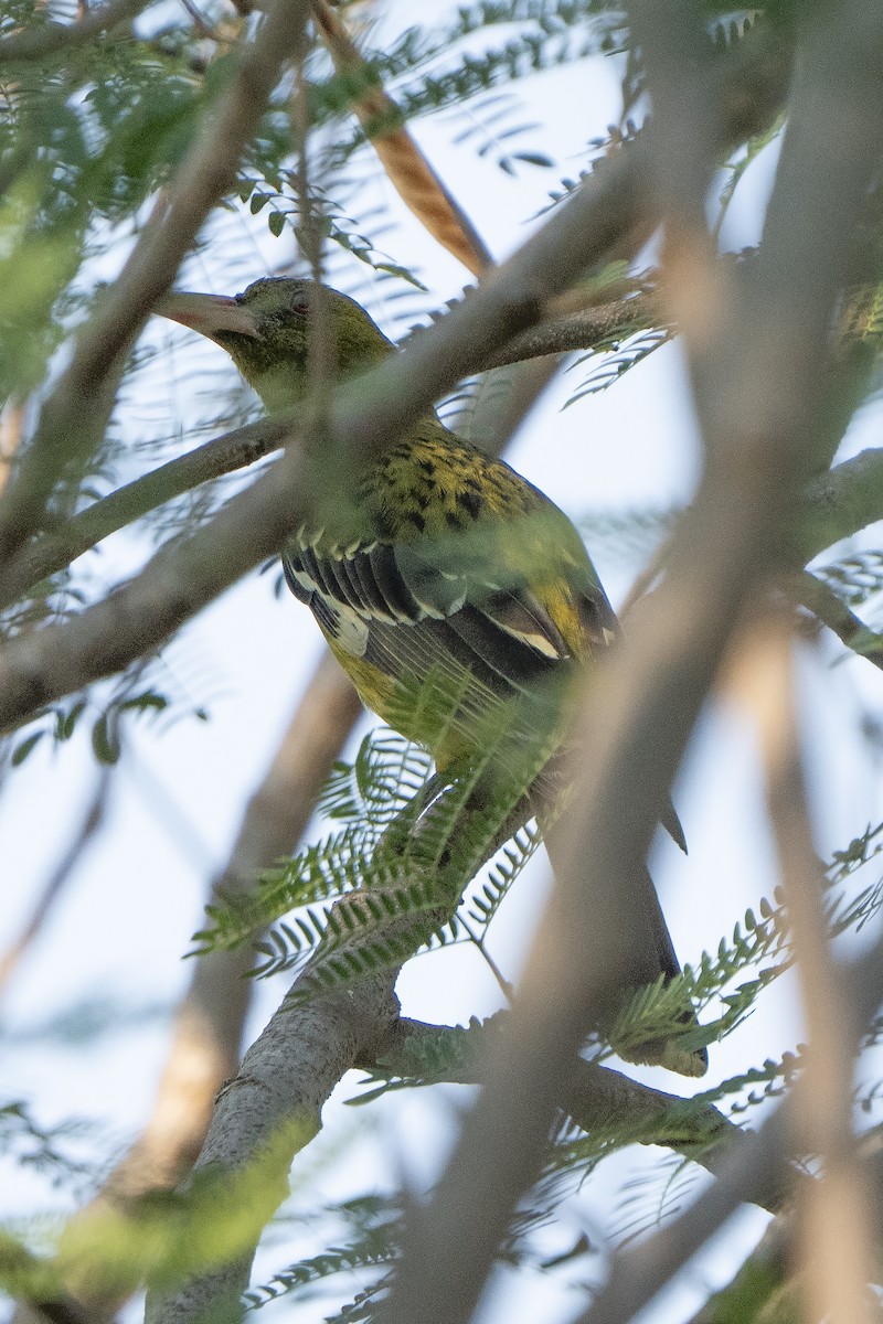 grønnpirol - ML643066505