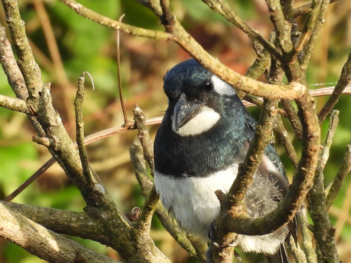 Gürtelfaulvogel - ML643066516