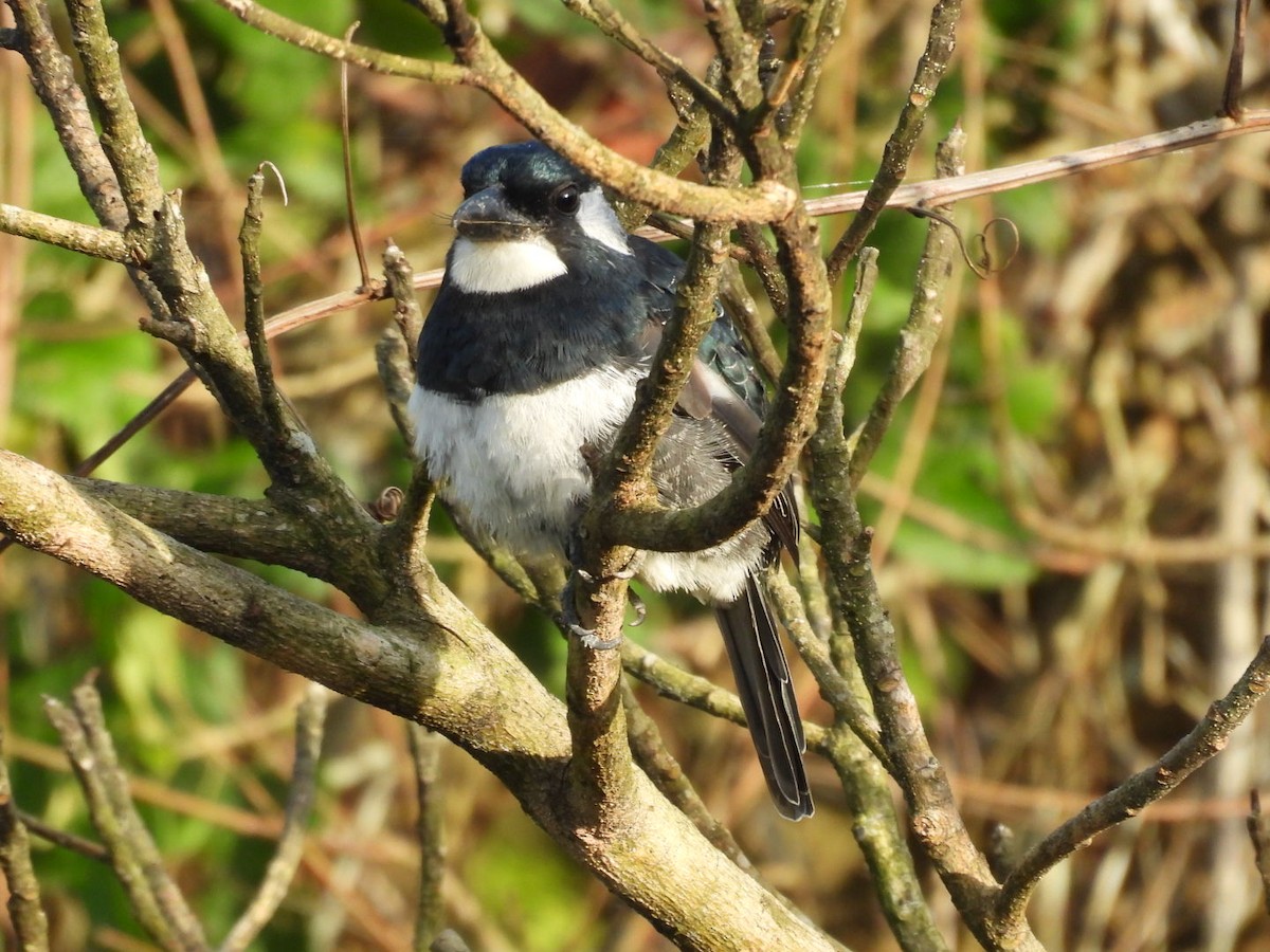Gürtelfaulvogel - ML643066517