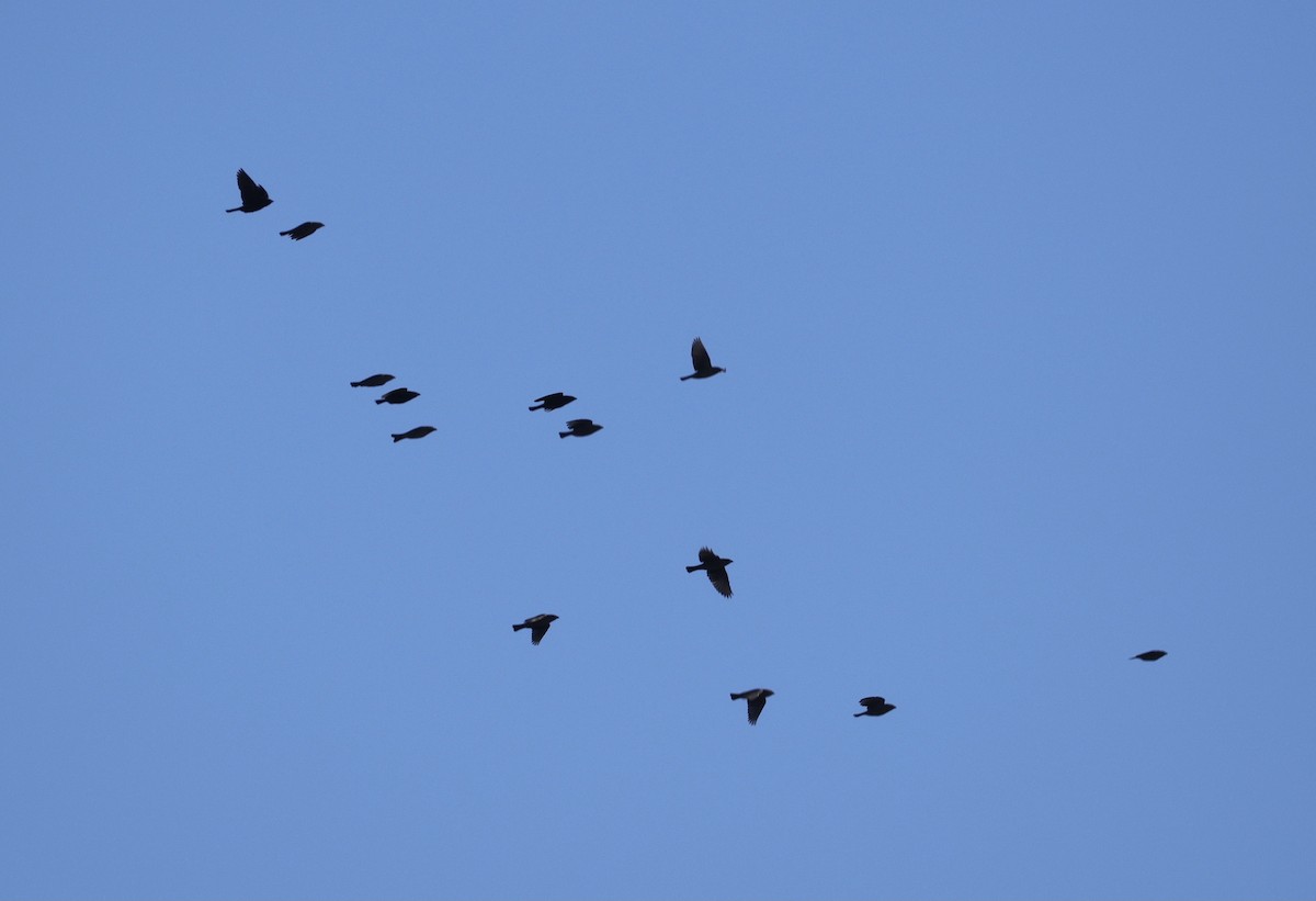 Brown-headed Cowbird - ML643066523