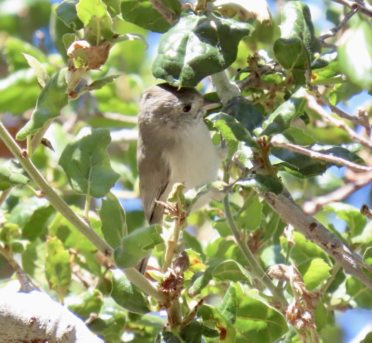 Oak Titmouse - ML643066550