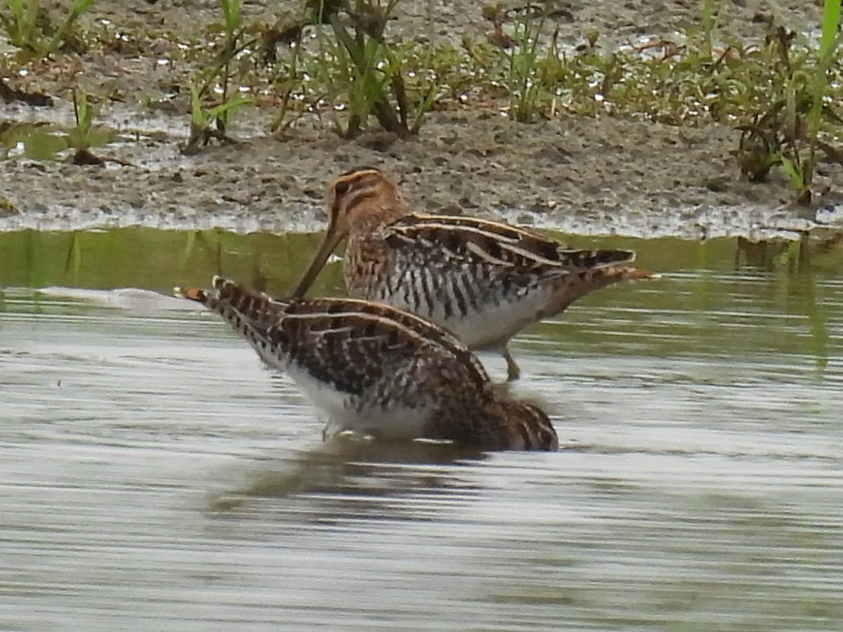 Wilson's Snipe - ML643066551