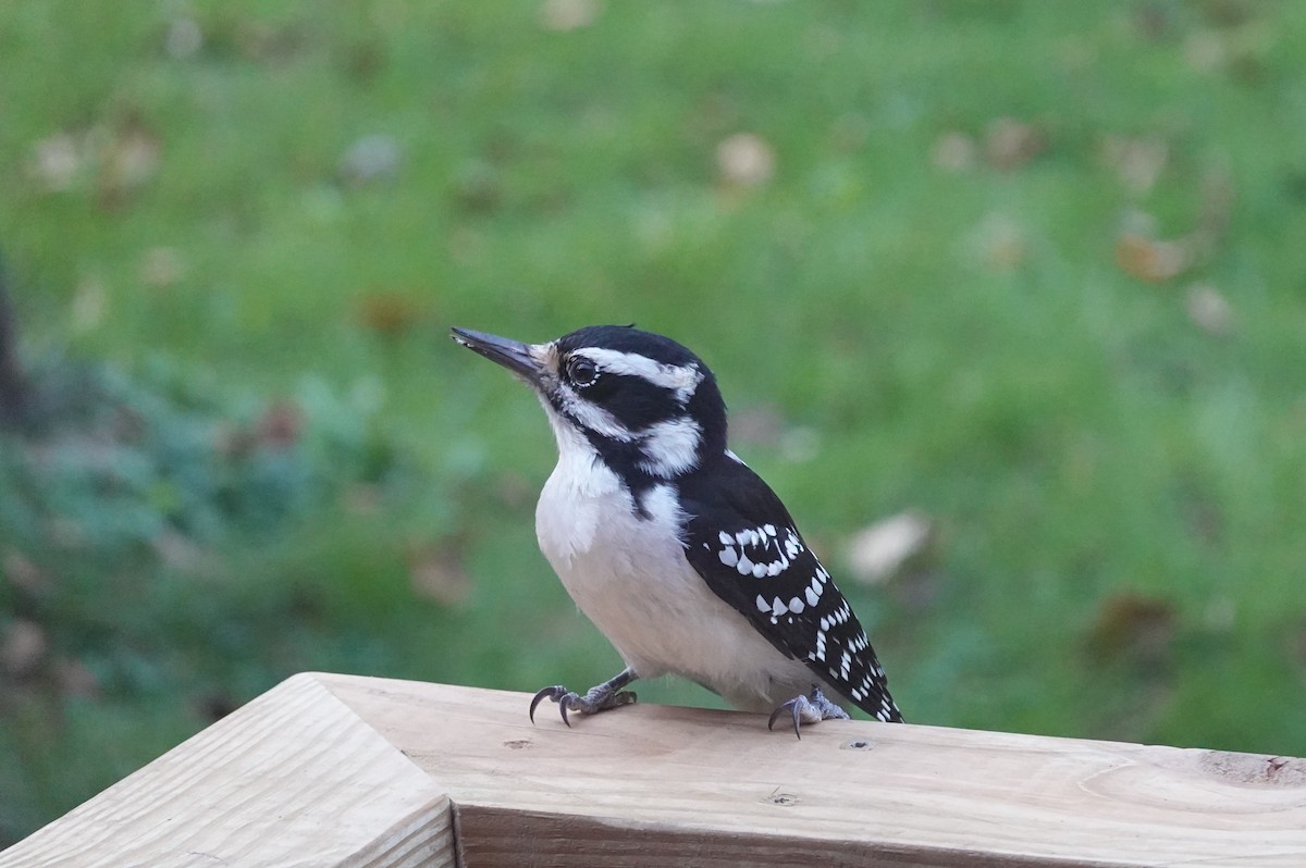 Hairy Woodpecker - ML643066553