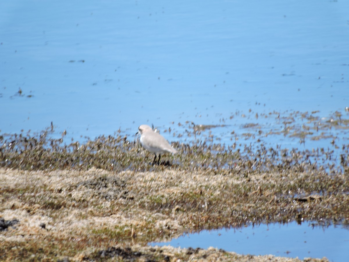 Puna Plover - ML643066554