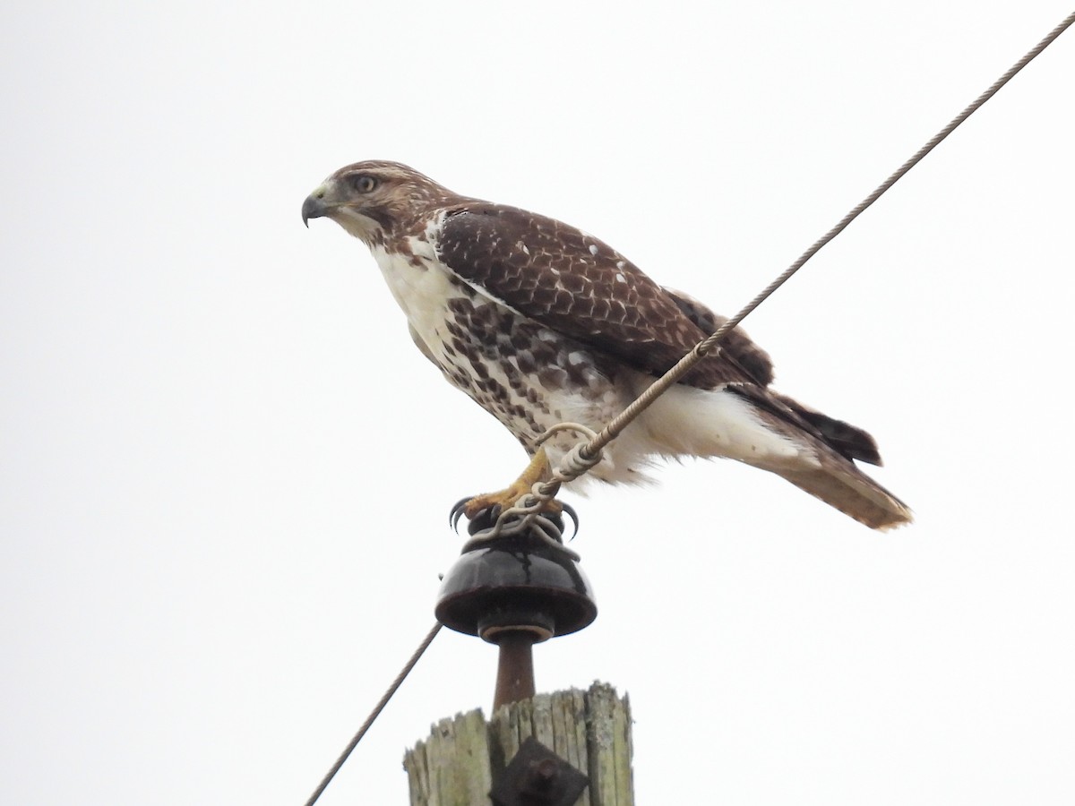 Rotschwanzbussard - ML643066566