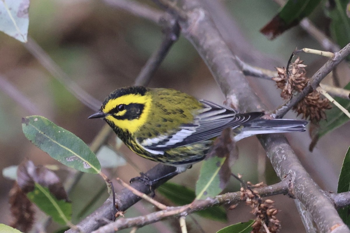 Townsend's Warbler - ML643066568