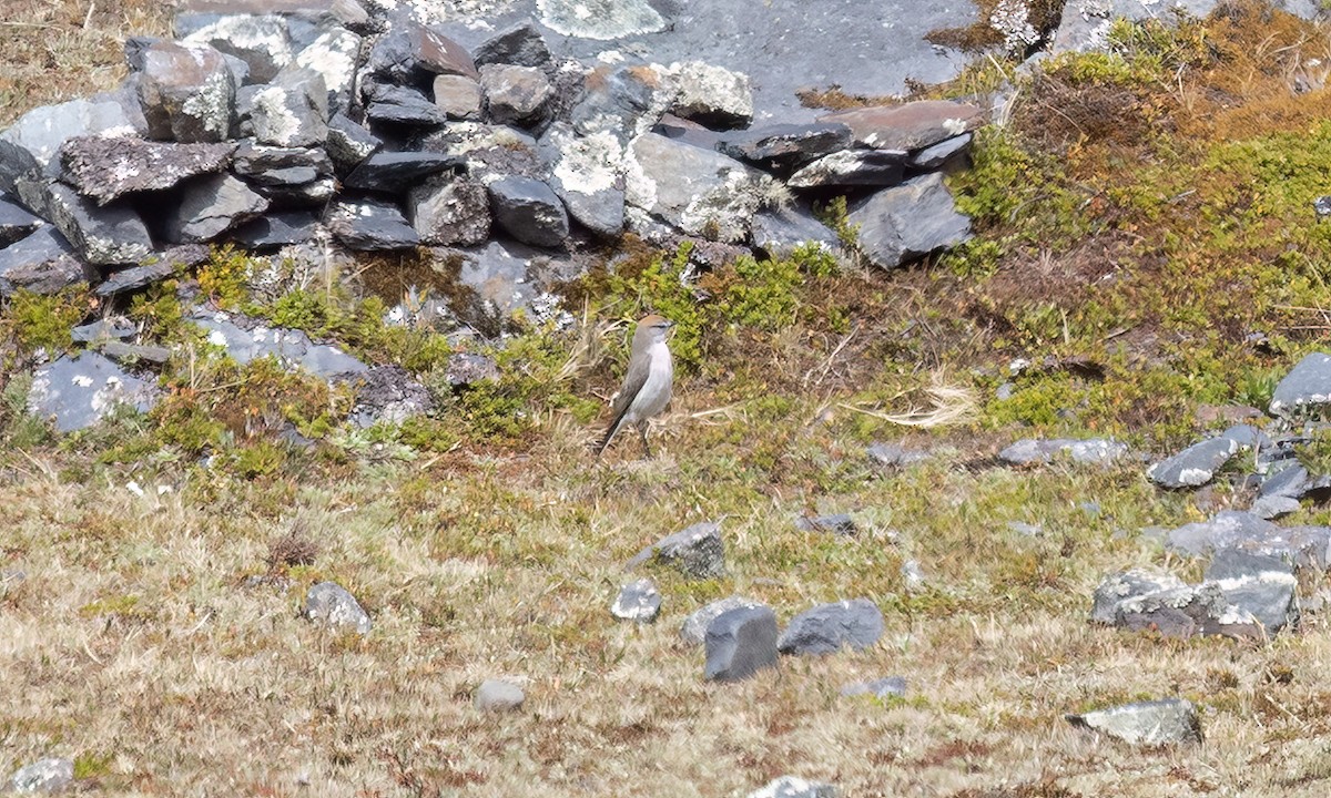 White-browed Ground-Tyrant - ML643066586