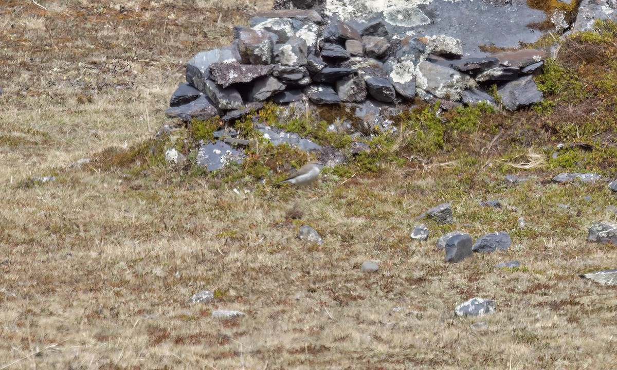 White-browed Ground-Tyrant - ML643066587