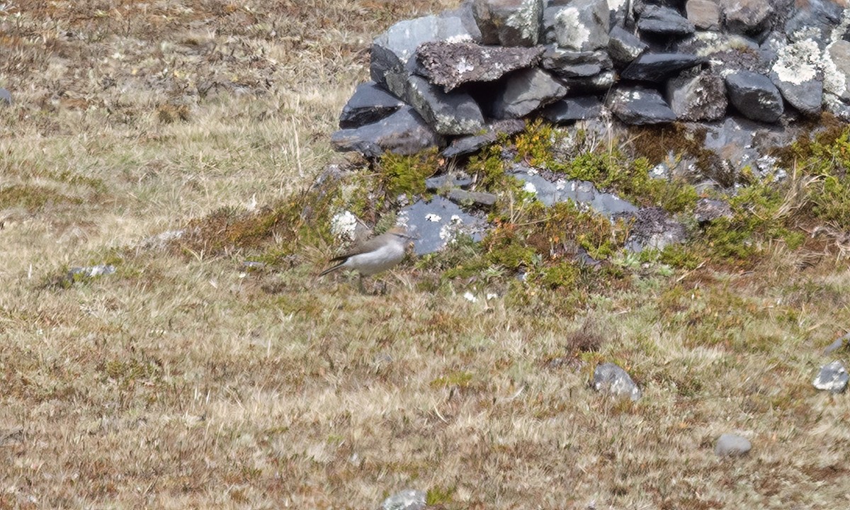 White-browed Ground-Tyrant - ML643066588