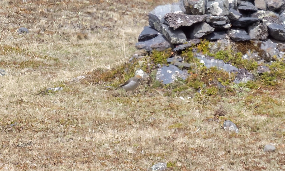 White-browed Ground-Tyrant - ML643066589