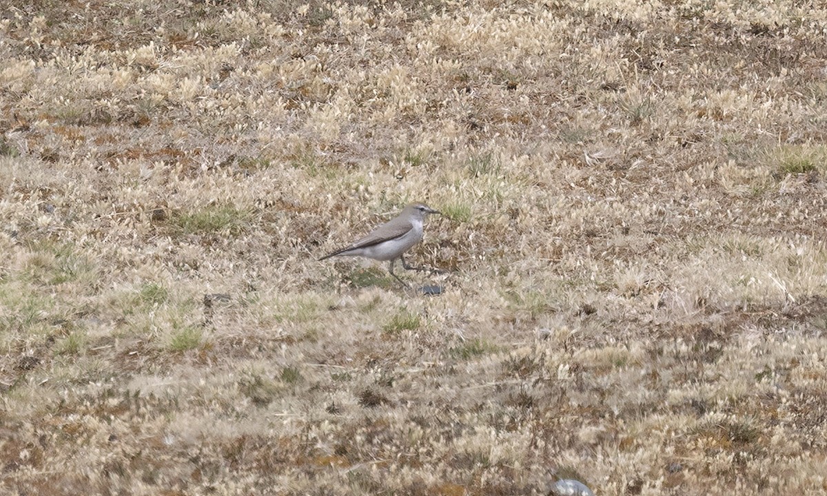 White-browed Ground-Tyrant - ML643066590