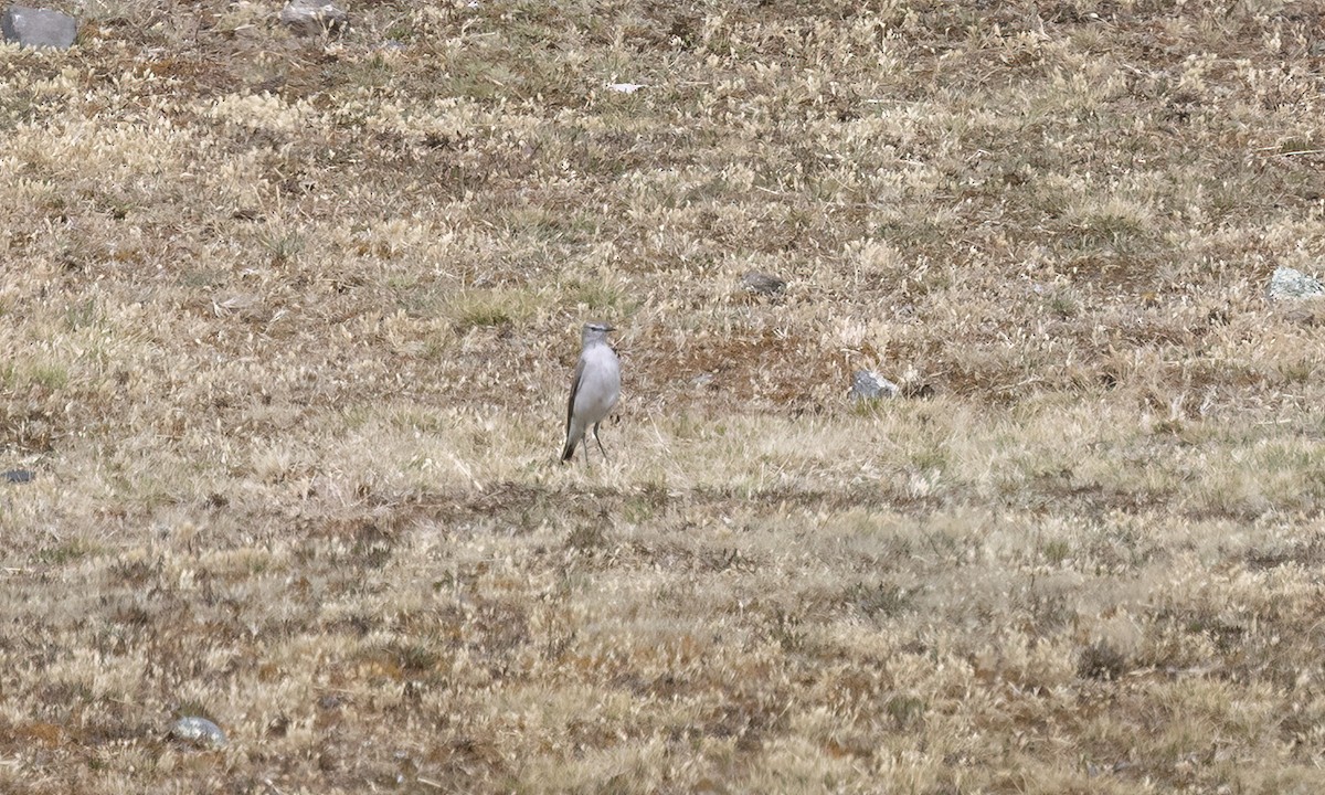 White-browed Ground-Tyrant - ML643066591