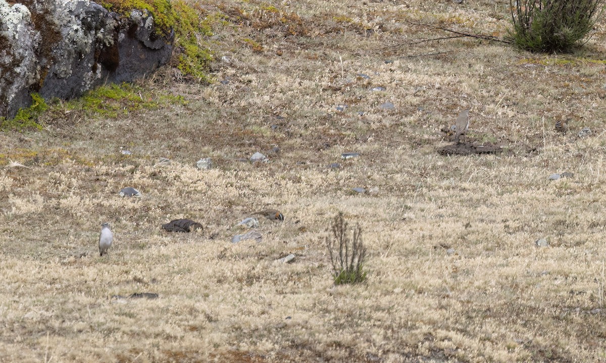White-browed Ground-Tyrant - ML643066592