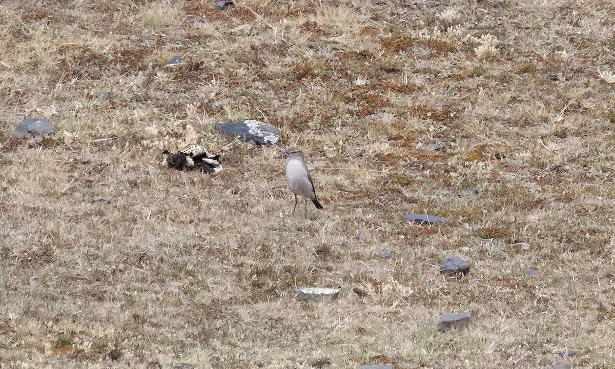 White-browed Ground-Tyrant - ML643066594