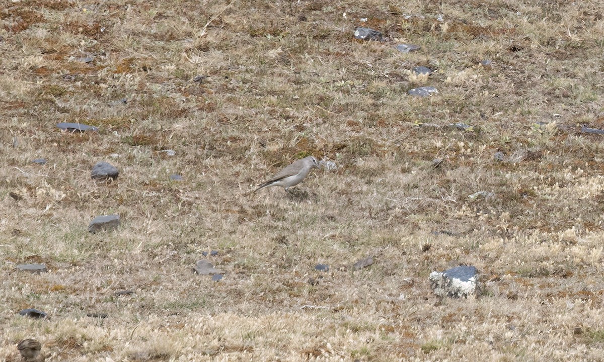 White-browed Ground-Tyrant - ML643066597