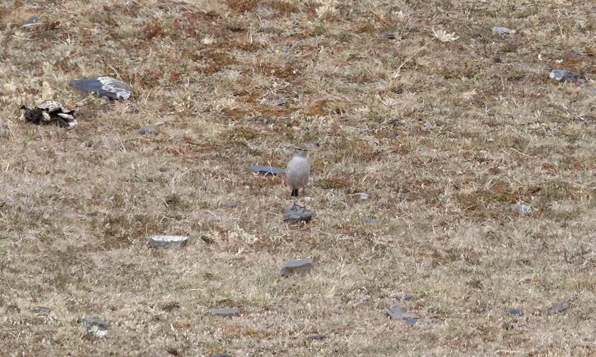 White-browed Ground-Tyrant - ML643066599