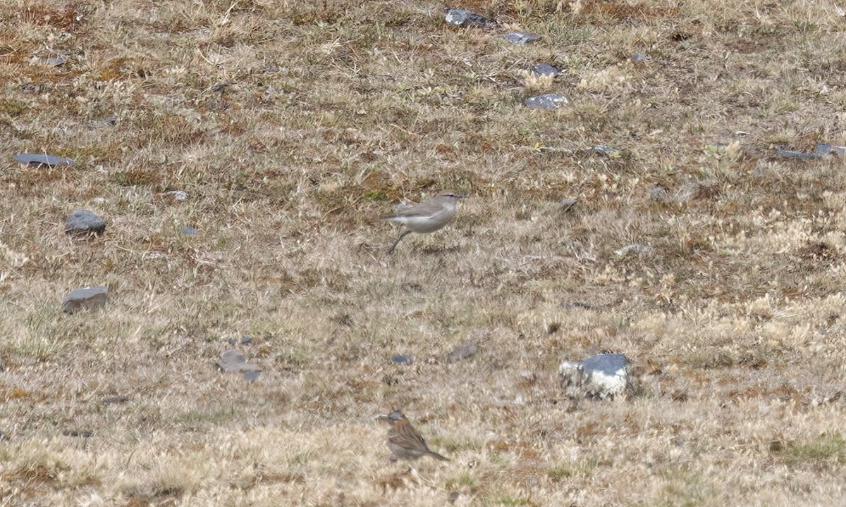 White-browed Ground-Tyrant - ML643066601