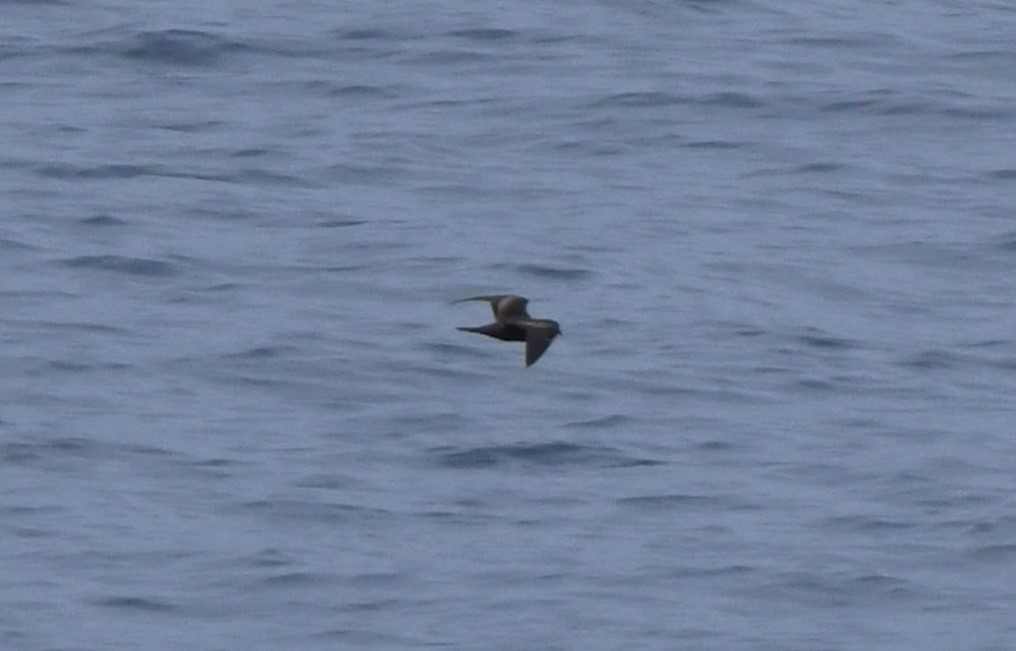 Least Storm-Petrel - ML643066602
