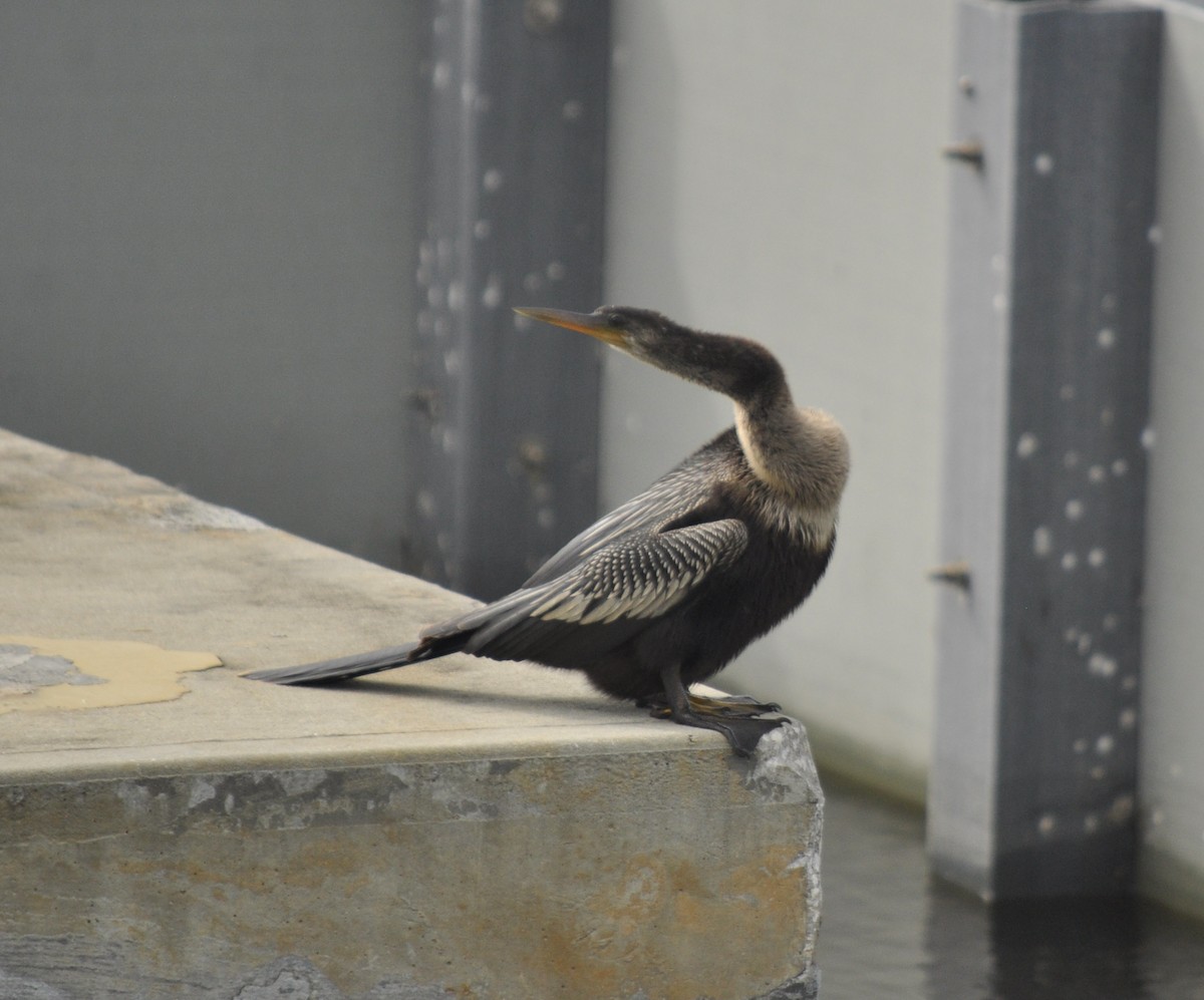 Anhinga - ML643066603