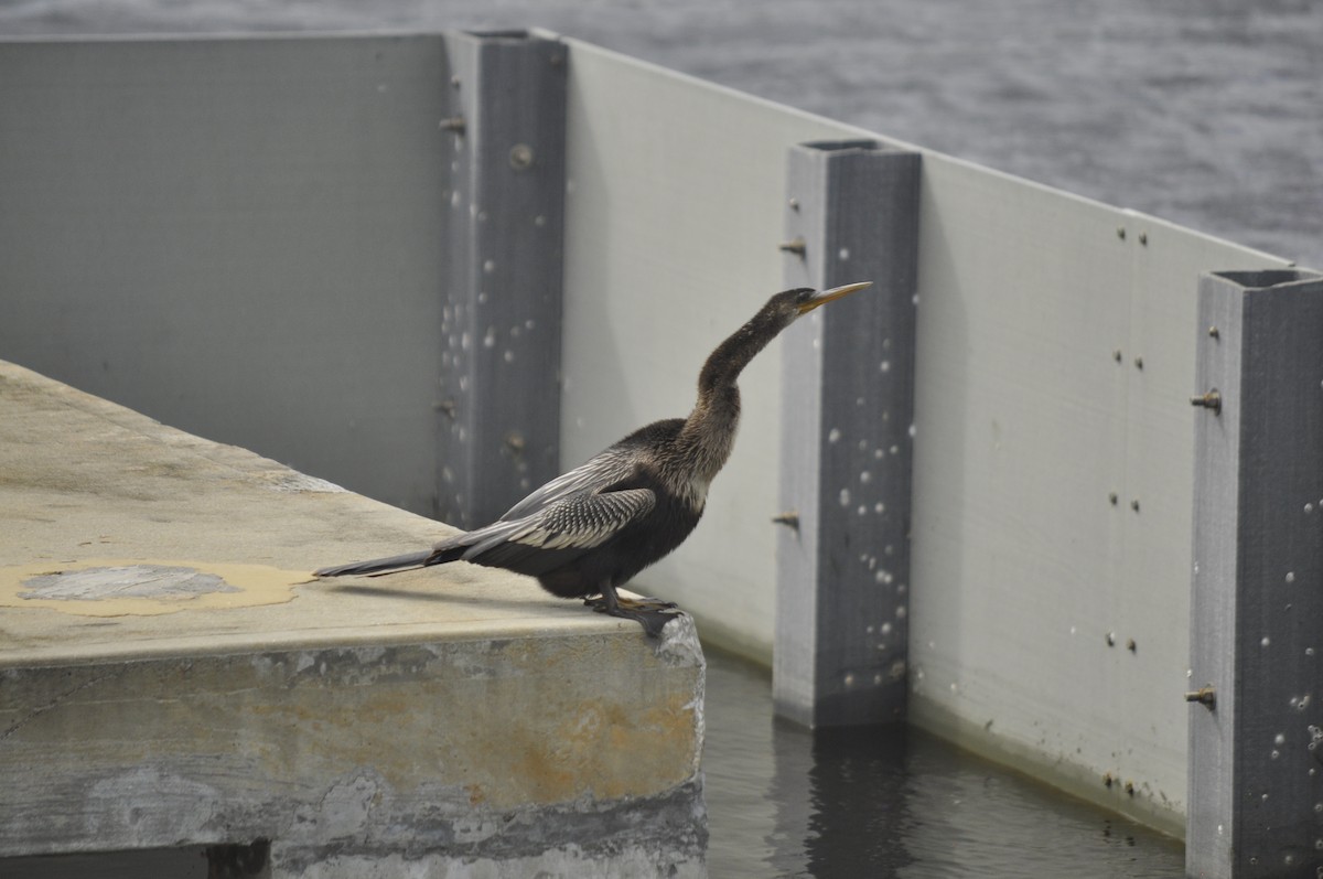 Anhinga - ML643066604