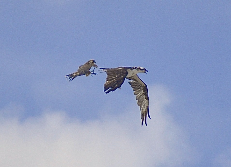 Peregrine Falcon - ML643066610