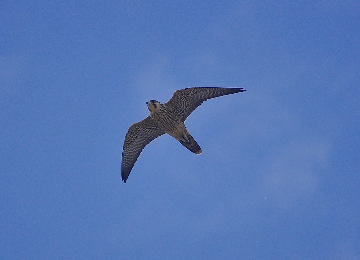 Peregrine Falcon - ML643066611