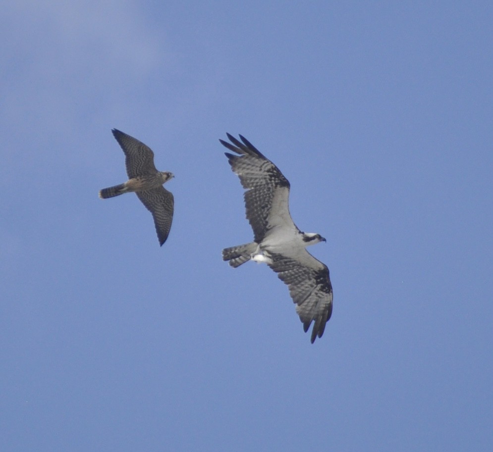 Peregrine Falcon - ML643066612