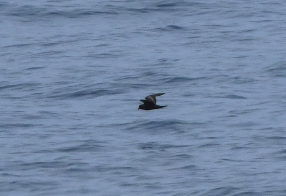 Least Storm-Petrel - ML643066618