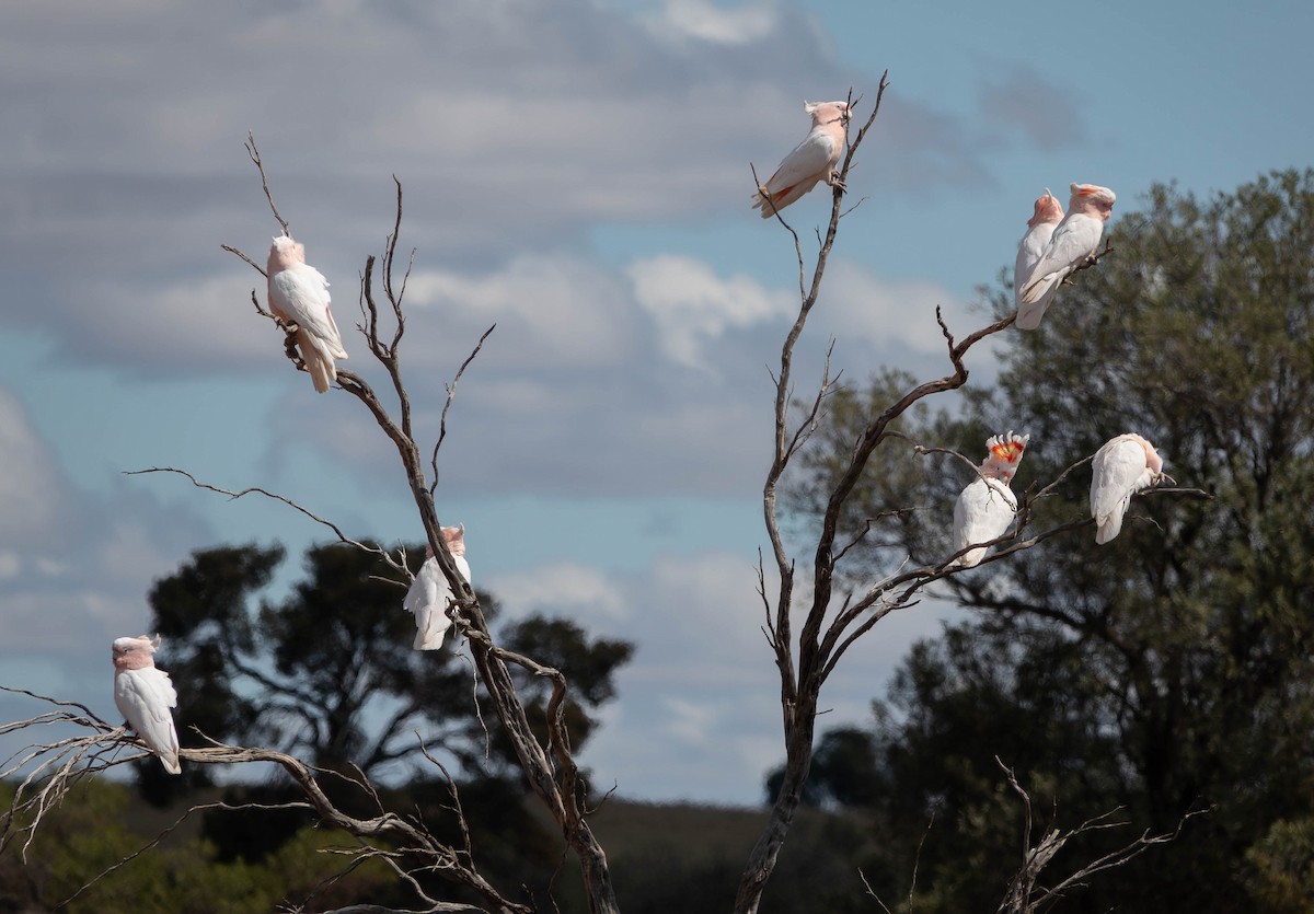 Pink Cockatoo - ML643066619